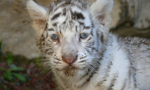 SIGN: End Cruel, Dangerous Exotic Pet ‘Ownership’ in the US