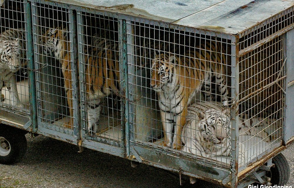 Caged circus Tigers
