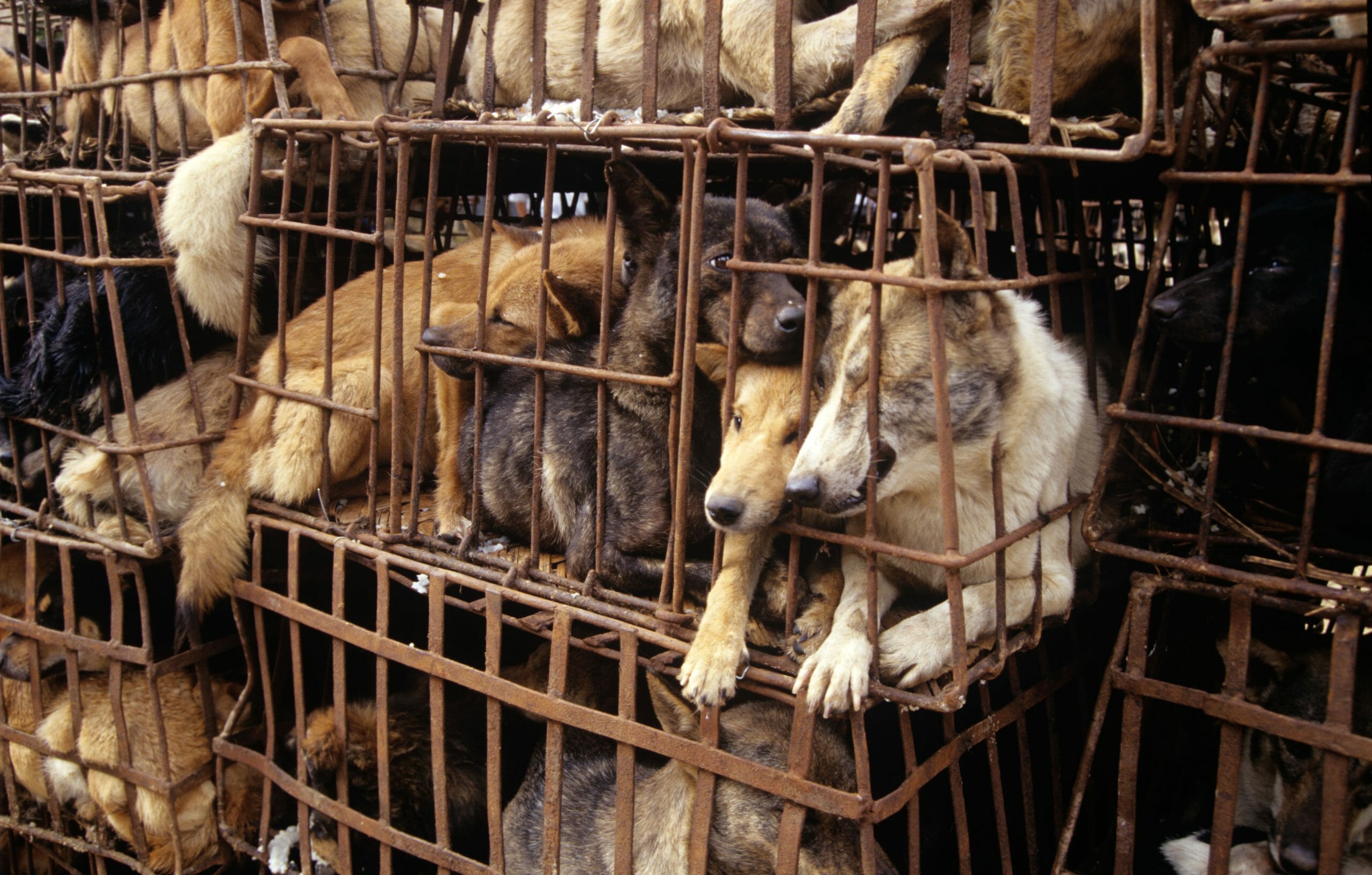 Dog Meat Trade