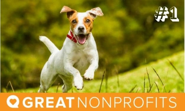 Lady Freethinker Rated #1 Animal Charity Two Years in a Row on Great Nonprofits!