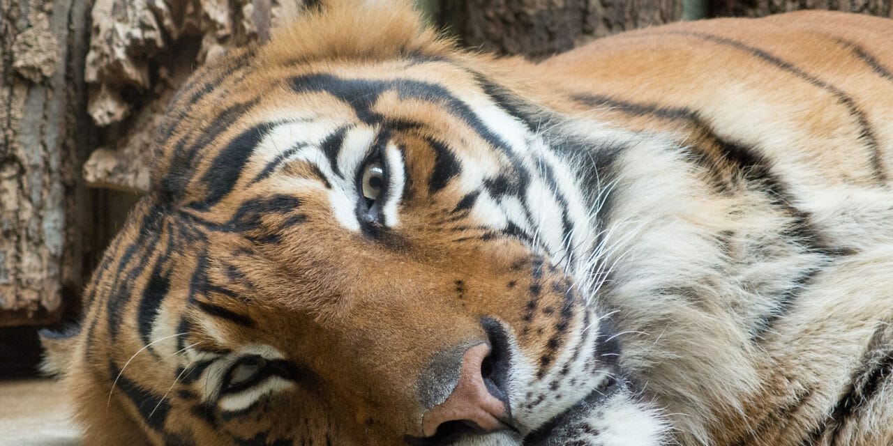 Tiger stares into the camera.