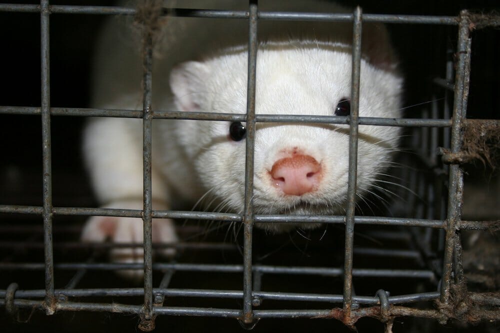 A white mink peers out from its cage.