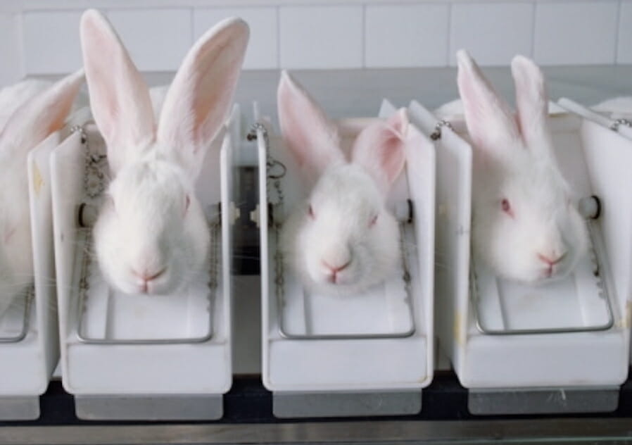 rabbit cosmetics testing