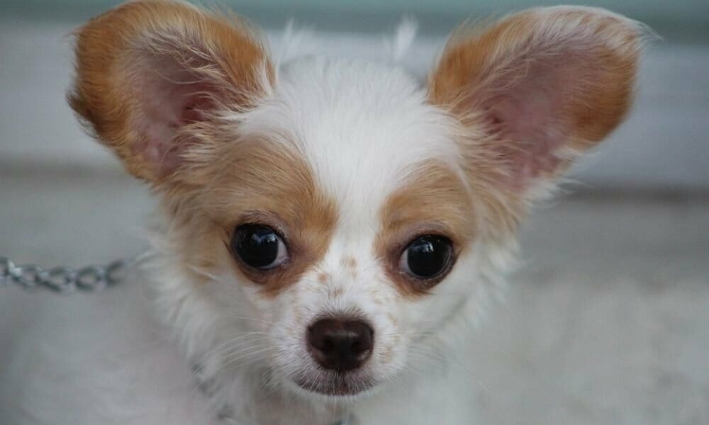 Tiny Chihuahua puppy looking sad.