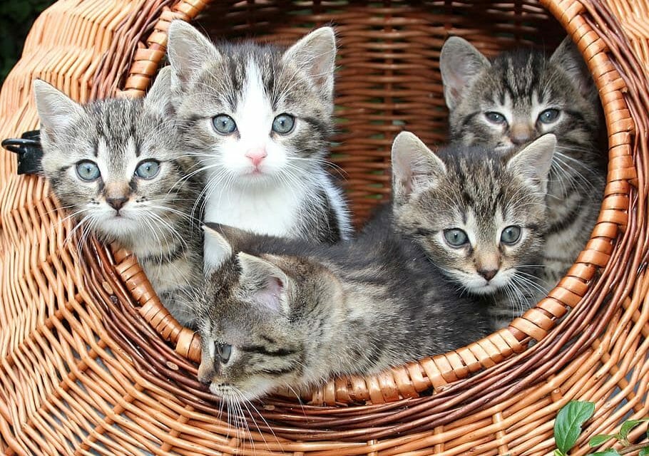 Five kittens peer out from inside a wicker basket.