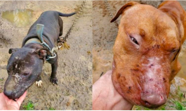 PETITION UPDATE: Six People Sentenced in Massive Dog-Fighting Ring