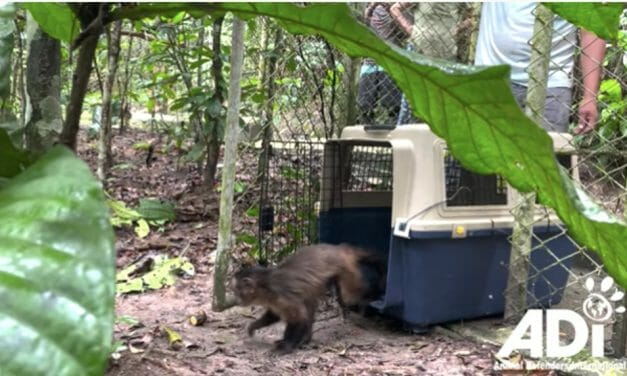 VIDEO: Four Wild Monkeys Kept as ‘Pets’ Rescued and Returned to Amazon Forest