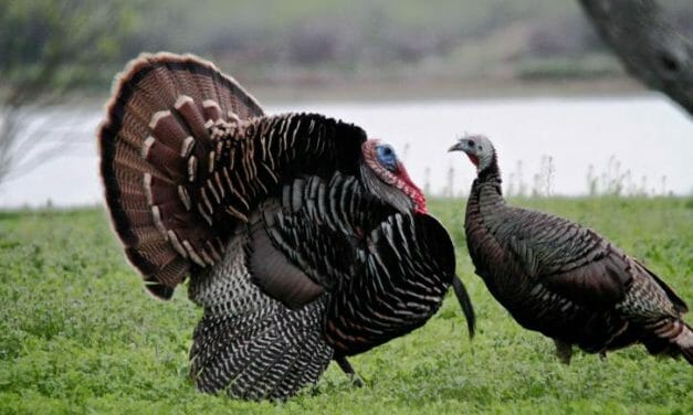 5 Fascinating Facts About Turkeys That Will Make You Reconsider Your Holiday Meal