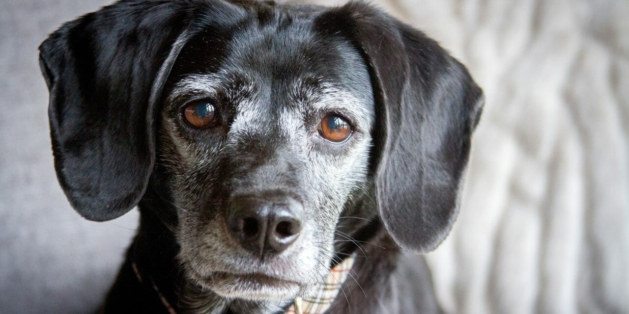 Small black dog with gray fur around her brown eyes and muzzle