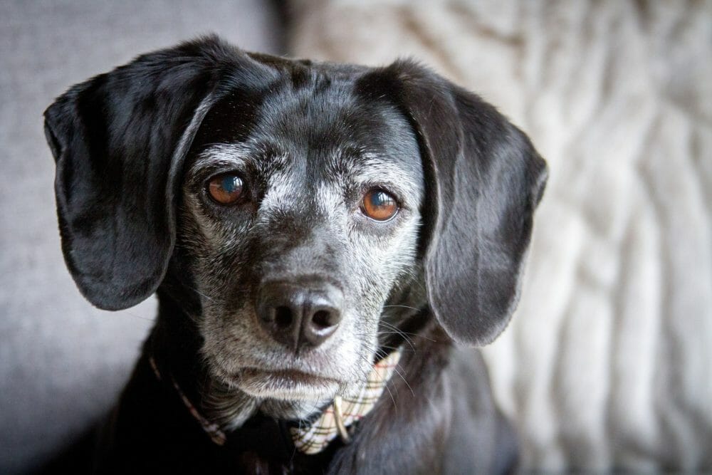Small black dog with gray fur around her brown eyes and muzzle