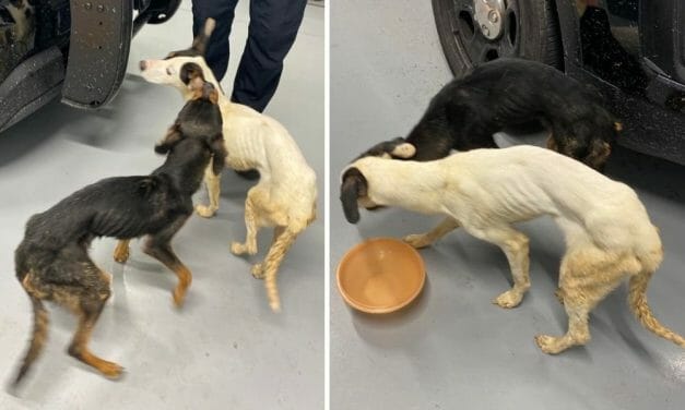PETITION UPDATE: Woman Arrested In Case of Skeletal Dogs Abandoned on Thanksgiving