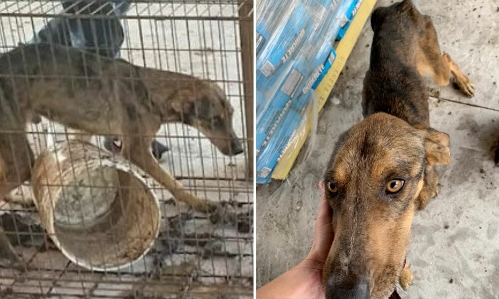 SIGN: Justice for Emaciated Dogs Held Starving in Feces-Filled Cages