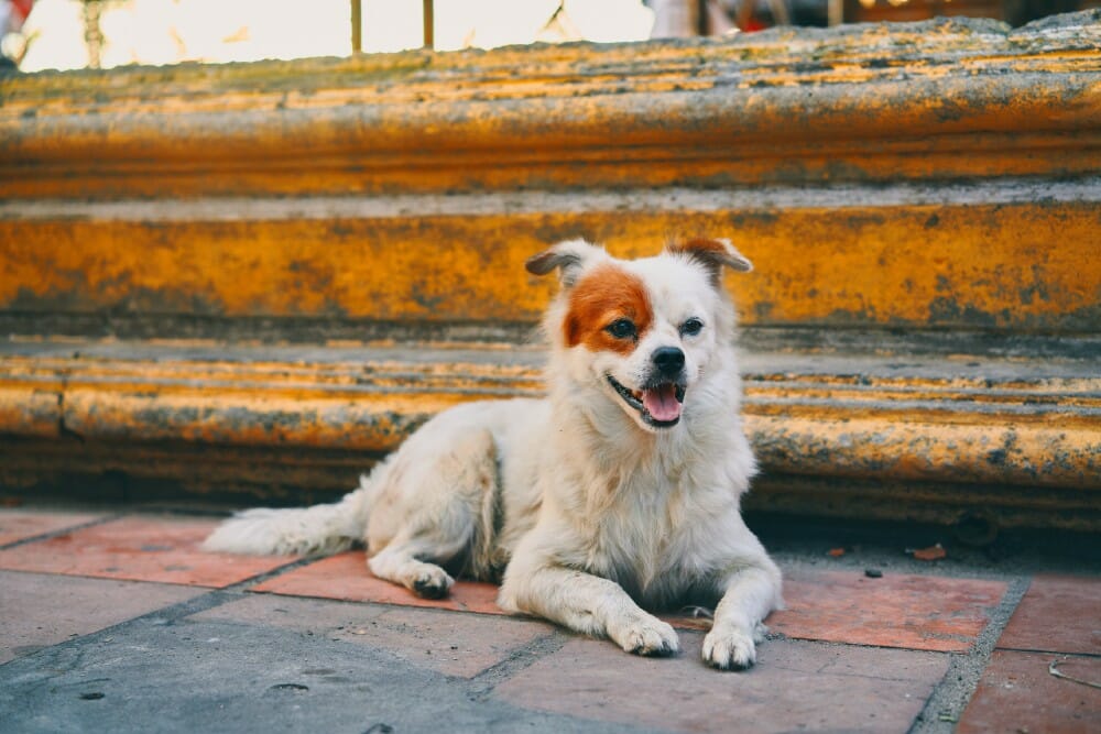 happy dog in Vietnam