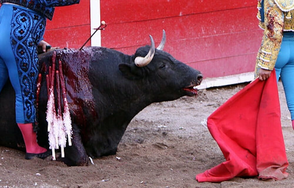 A bull suffers during a bullfight in Spain.