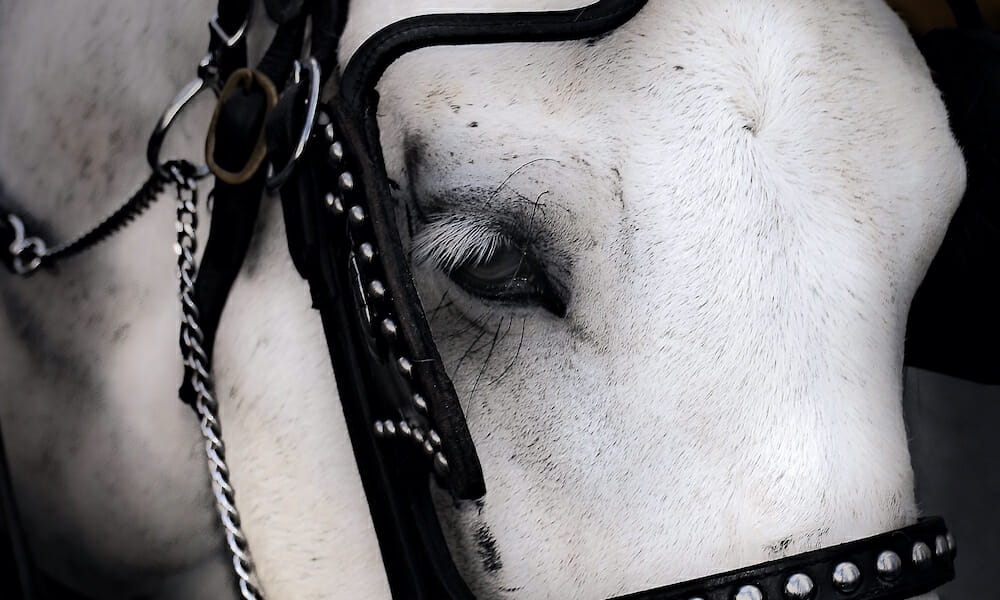SIGN: Ban Cruel Horse-Drawn Carriage Rides in New York City