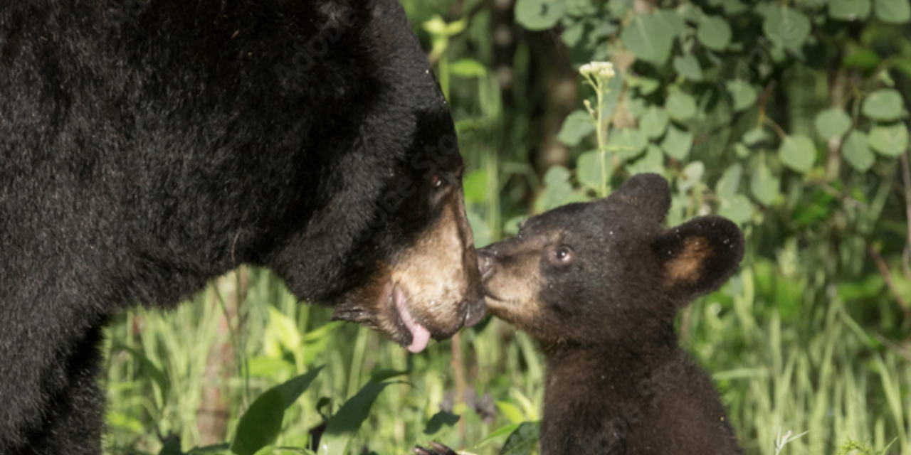 SIGN: Justice for Mother Bear and Cub Brutally Gunned Down