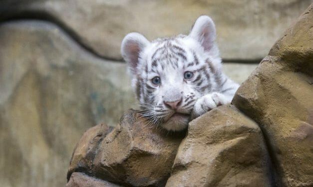 5 Things You Need to Know About Tiger Cub Petting and What Happens Behind The Scenes at Roadside Attractions