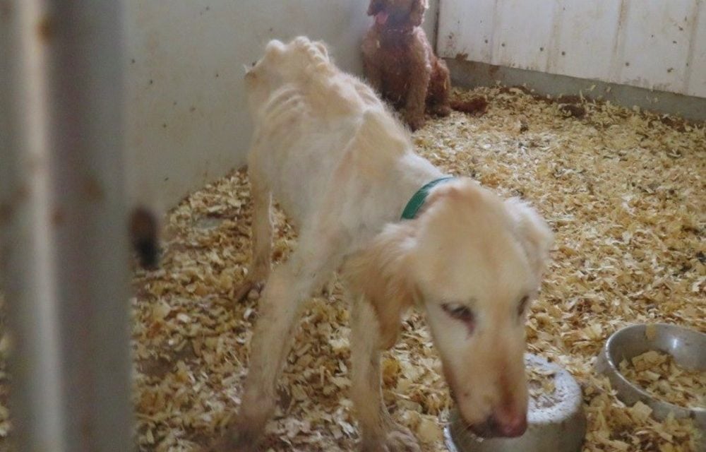SIGN: Hold Puppy Breeders in Iowa Accountable for Cruelty
