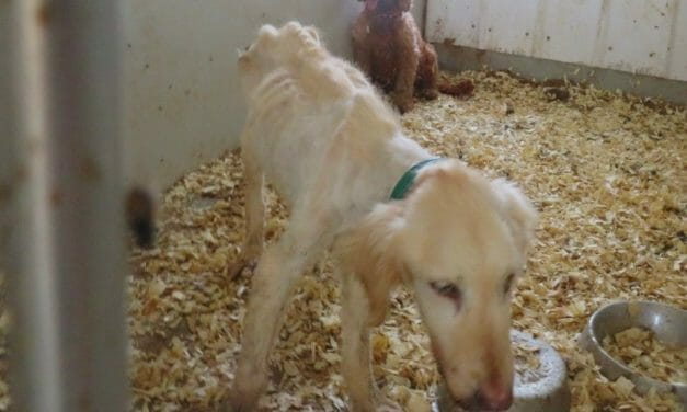 SIGN: Hold Puppy Breeders in Iowa Accountable for Cruelty