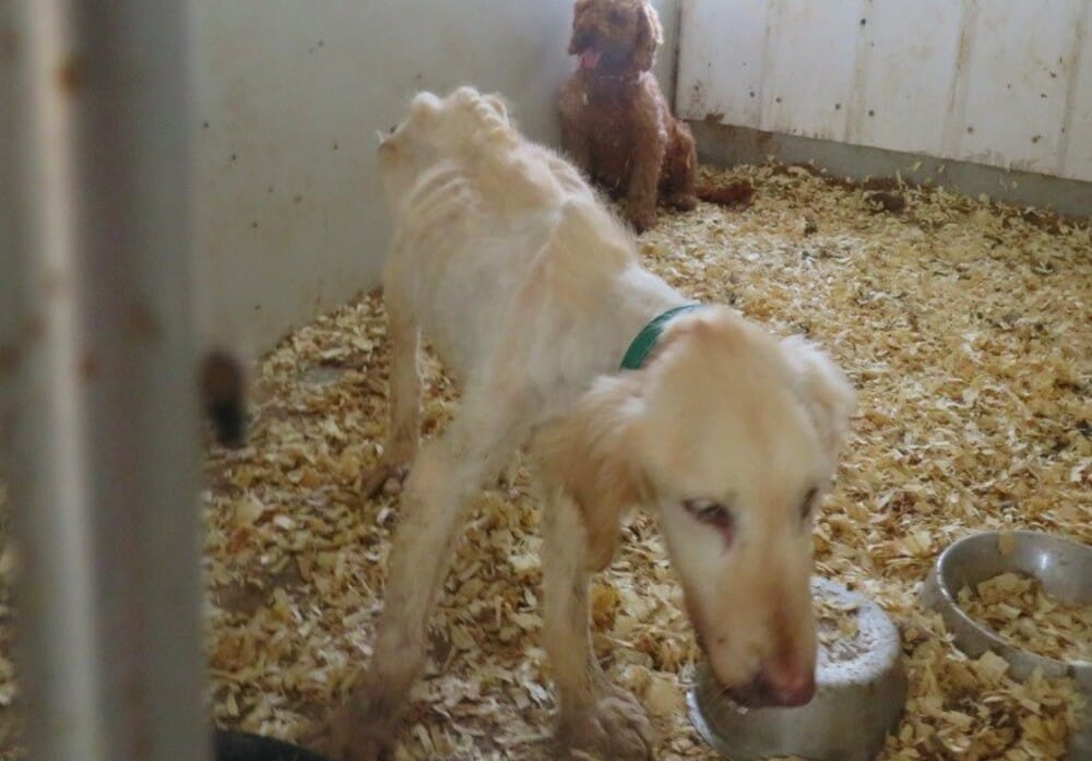 Goldie emaciated dog