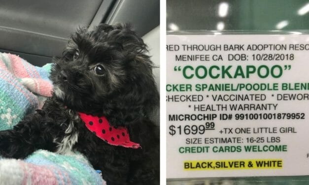 Dog Dealers Sued for Selling Puppy Mill Dogs as ‘Rescues’