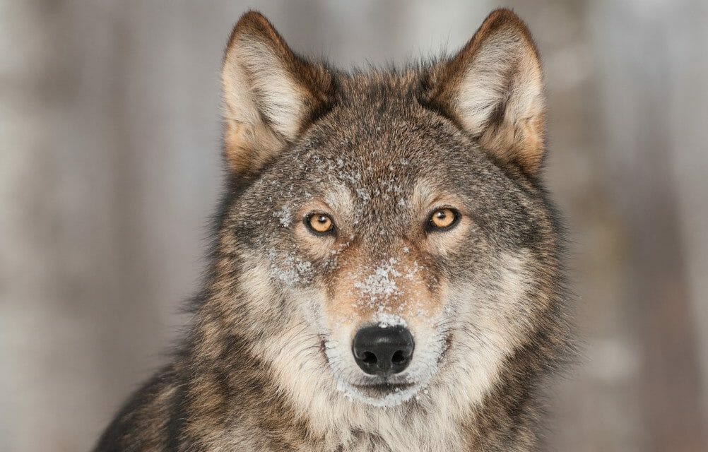 SIGN: Justice for Entire Oregon Wolf Pack Poisoned To Death