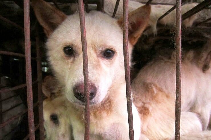 PETITION UPDATE: S. Korea Launches Task Force to Review Banning Dog Meat