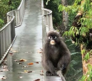 monkey on canopy walkway