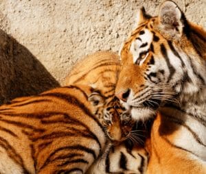 Tiger and cub
