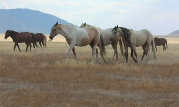VIDEO: New Film Highlights Indigenous Concerns Over Brutal Slaughter of America’s Wild Horses 