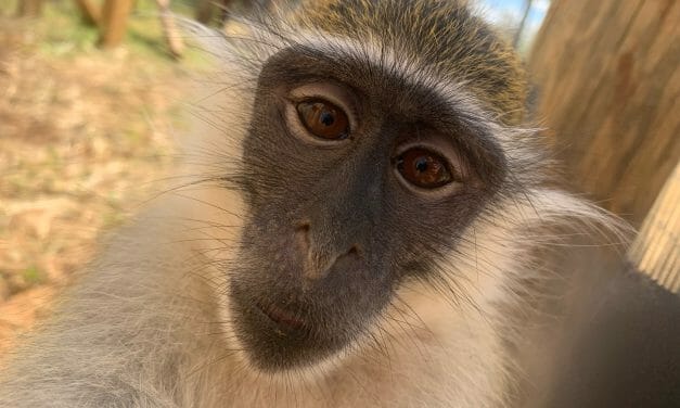 Willis the Monkey Rescued From Life as Illegal ‘Pet’ and Released to Primate Sanctuary