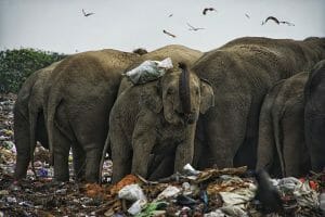 PETITION: Justice For Elephants Killed from Eating Plastic Trash in ...