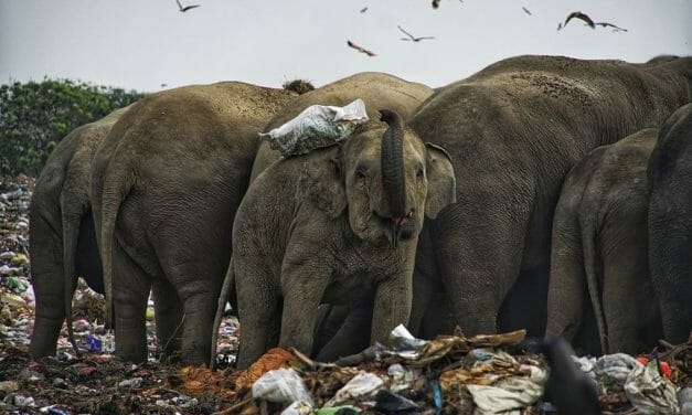 SIGN: Justice For Elephants Killed from Eating Plastic Trash in Open Dump