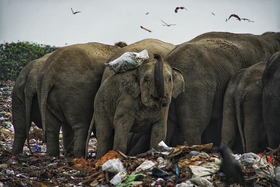 Elephants forage in a landfill.