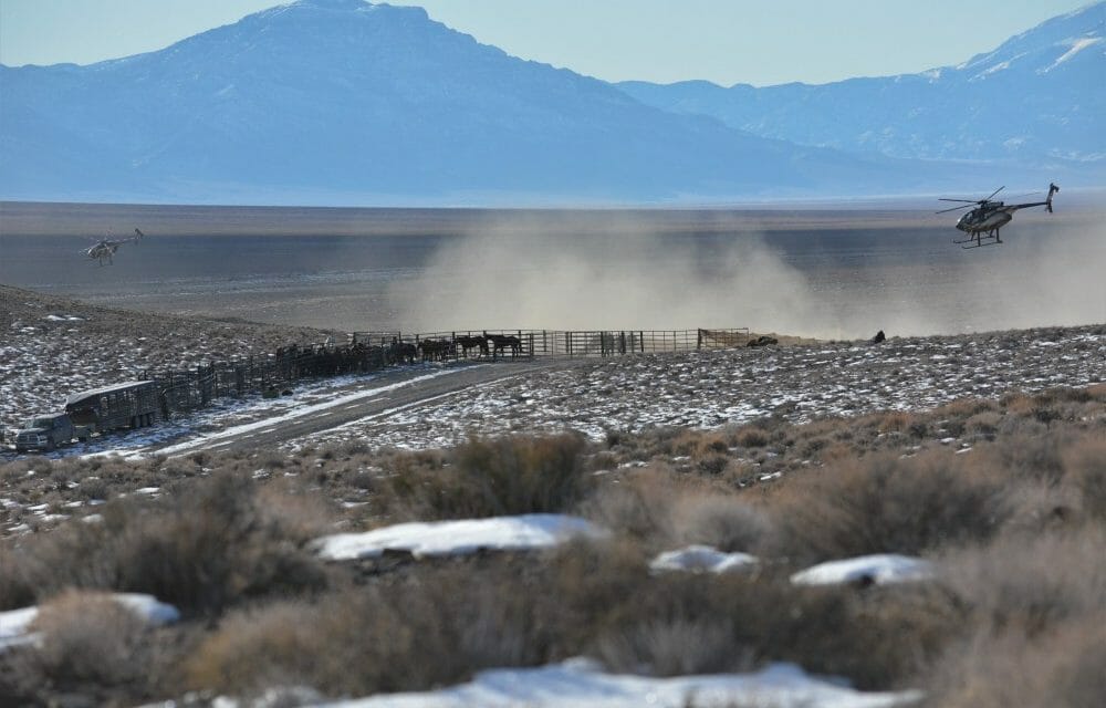 Nevada Pancake Complex wild horse roundup