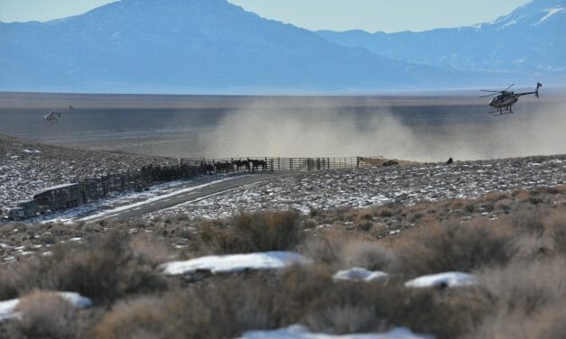 Judge Allows Wild Horse Roundup to Continue, Despite 13 Deaths