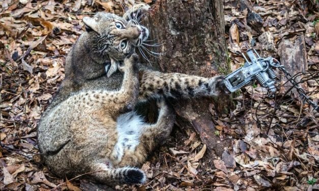 SIGN: Tell Wildlife Services To Stop Killing Animals With Steel Snares and Cyanide Bombs
