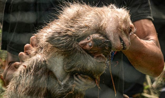 SIGN: Justice for Indonesian Monkeys Trapped and Brutalized for Research Labs