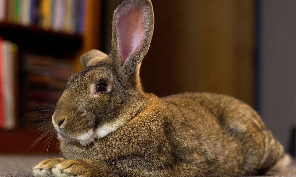 Cute rabbit lies on the floor indoors next to a bookcase.