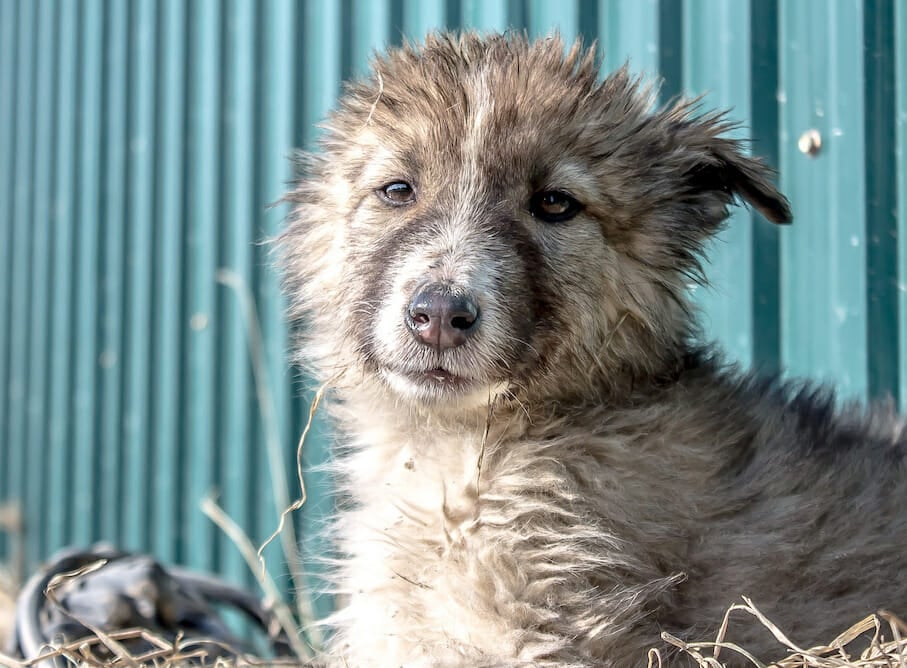 SIGN: Save China’s Dogs And Cats from Brutal Killing in Sickness Scare