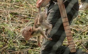 wild caught baby macaque