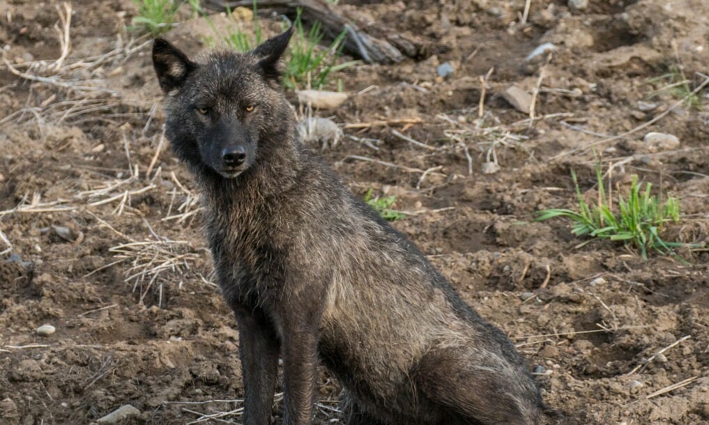 yearling wolf from Junction Butte Pack