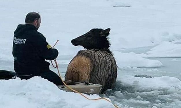 Community Bands Together To Save Elk Stuck in Freezing, Icy River on Christmas Eve