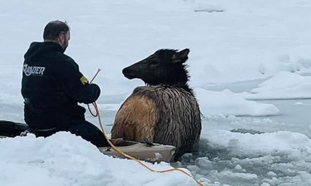 Man sitting beside elk rescued from frozen river