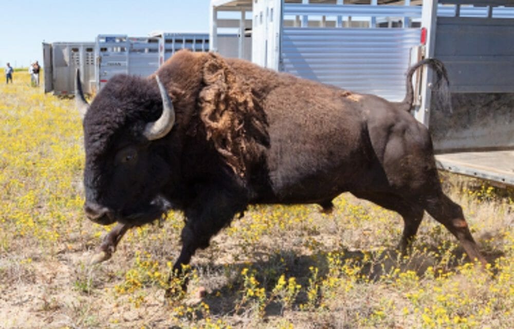 Tribes Save Healthy Yellowstone Buffalo Once Slated for Slaughter