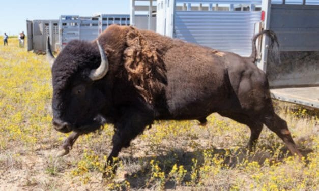 Tribes Save Healthy Yellowstone Buffalo Once Slated for Slaughter