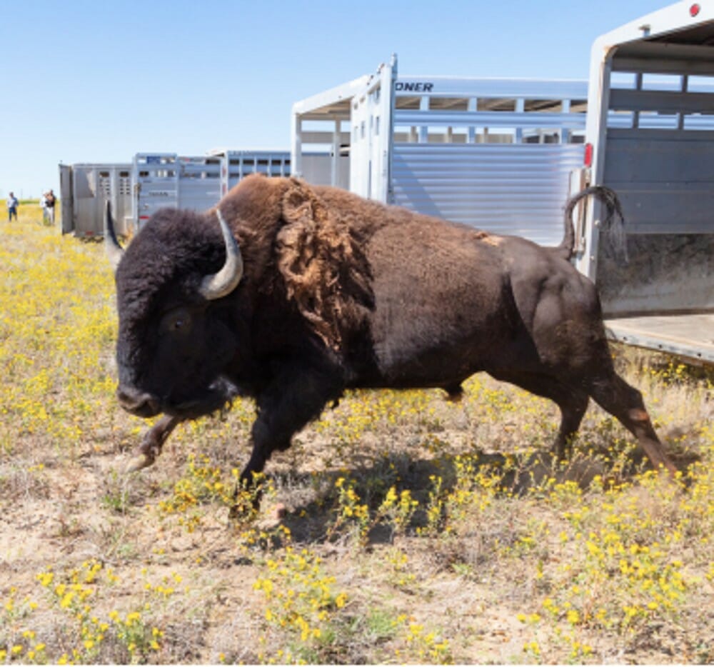 relocated Yellowstone Bison in field