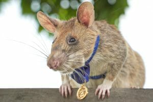 Magawa the mine sniffing rat with his gold medal.