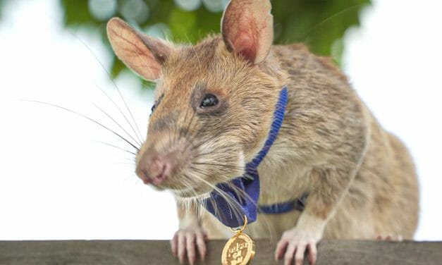 Magawa, the Heroic Bomb Sniffing Rat, Has Died