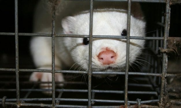 Italy Bans Fur Farming. It’s Time for the US To Do The Same.